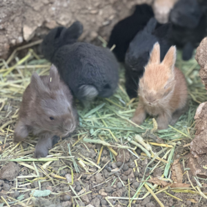 Babby Bunnies English Angora kits calypso Farms San Antonio Texas