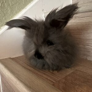 Pedigree English Angora Kit, baby bunny, Calypso Farms