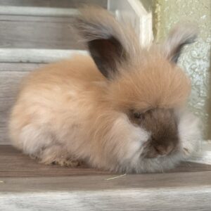 Pedigree English Angora Kit, baby bunny, Calypso Farms