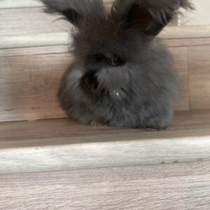 Pedigree English Angora Kit, baby bunny, Calypso Farms