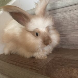 Pedigree English Angora Kit, baby bunny, Calypso Farms